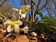 65 Ellebori in avanzata fioritura 